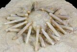 Cretaceous Fossil Urchin (Salenia) - Missour, Morocco #77231-2